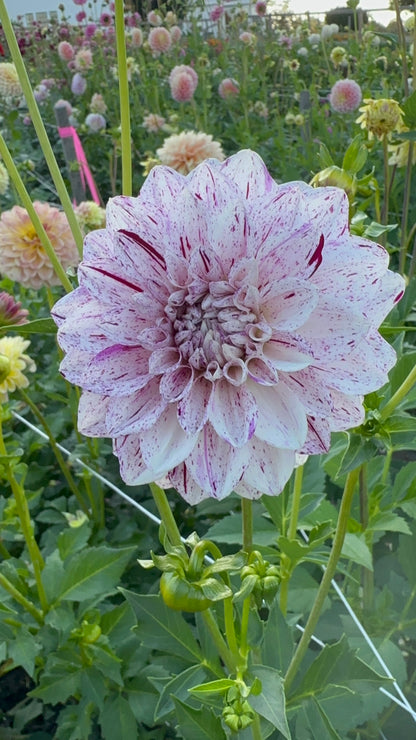 Connecticut Dancer Dahlia Tuber