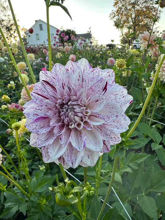 Connecticut Dancer Dahlia Tuber