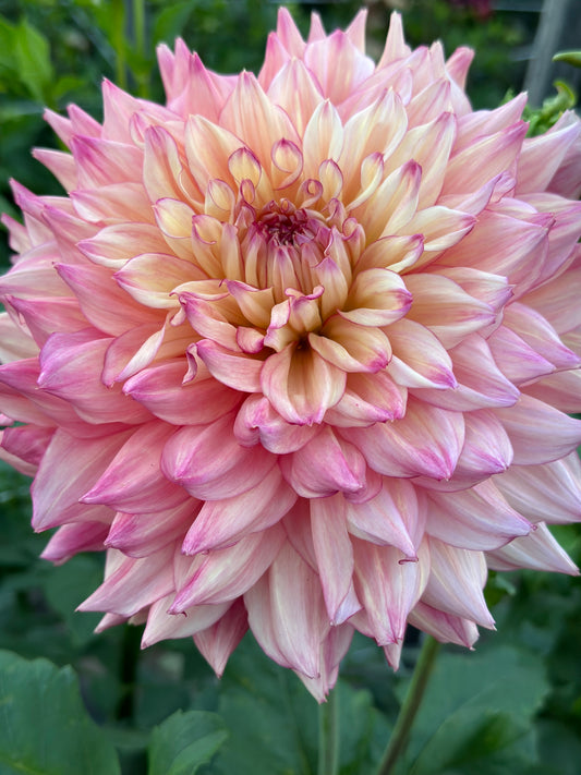 Bubbling Over Dahlia Tuber