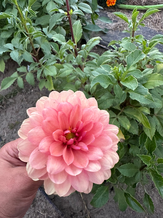 Chateau de la Bourdaisiere Dahlia Tuber