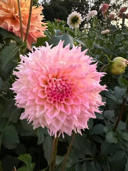 Lee's Pink Grapefruit Dahlia Tuber