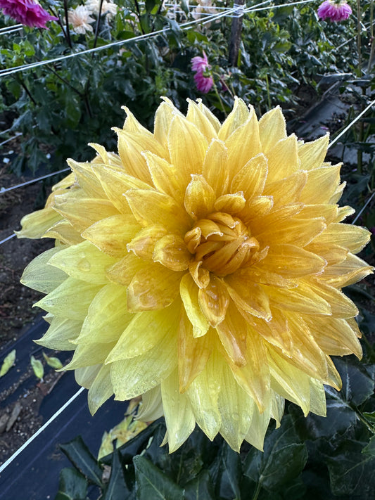 Harvest Moonlight Dahlia Tuber