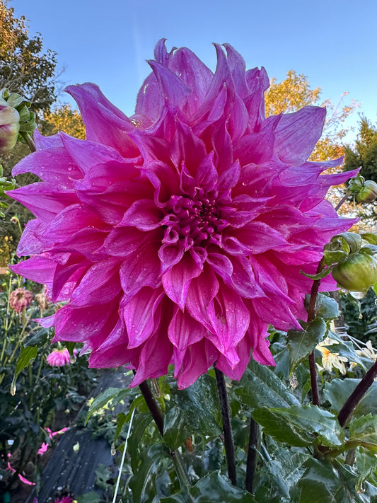 Emory Paul Dahlia Tuber