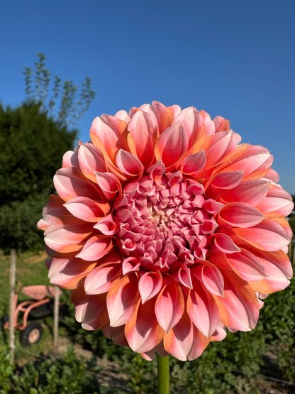 Peaches N Cream Dahlia Tuber