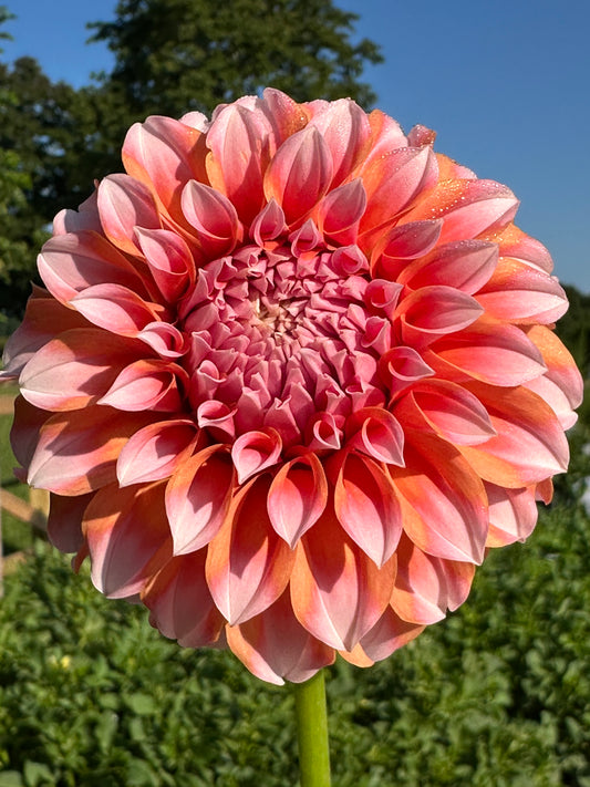 Peaches N Cream - Bulk - 10 Dahlia Tubers