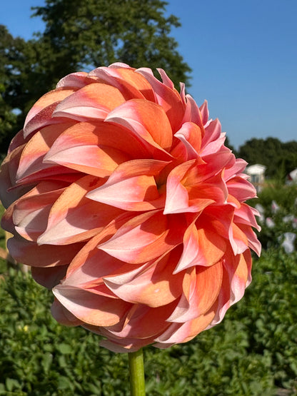 Peaches N Cream Dahlia Tuber