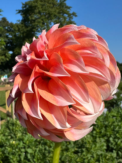 Peaches N Cream Dahlia Tuber