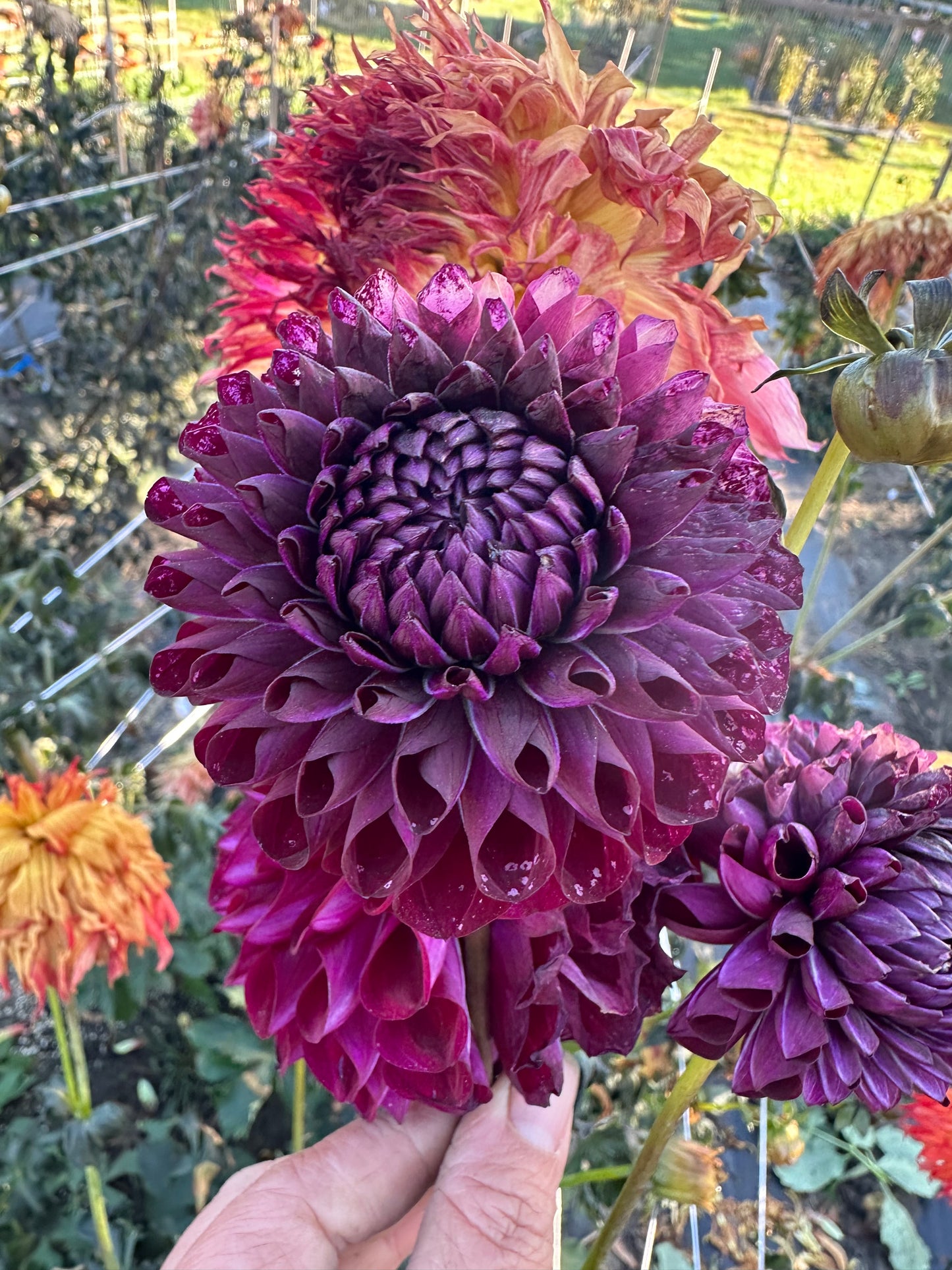 WB's MC Dahlia Tuber