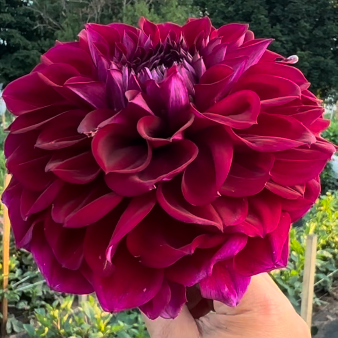 Diva Dahlia Tuber