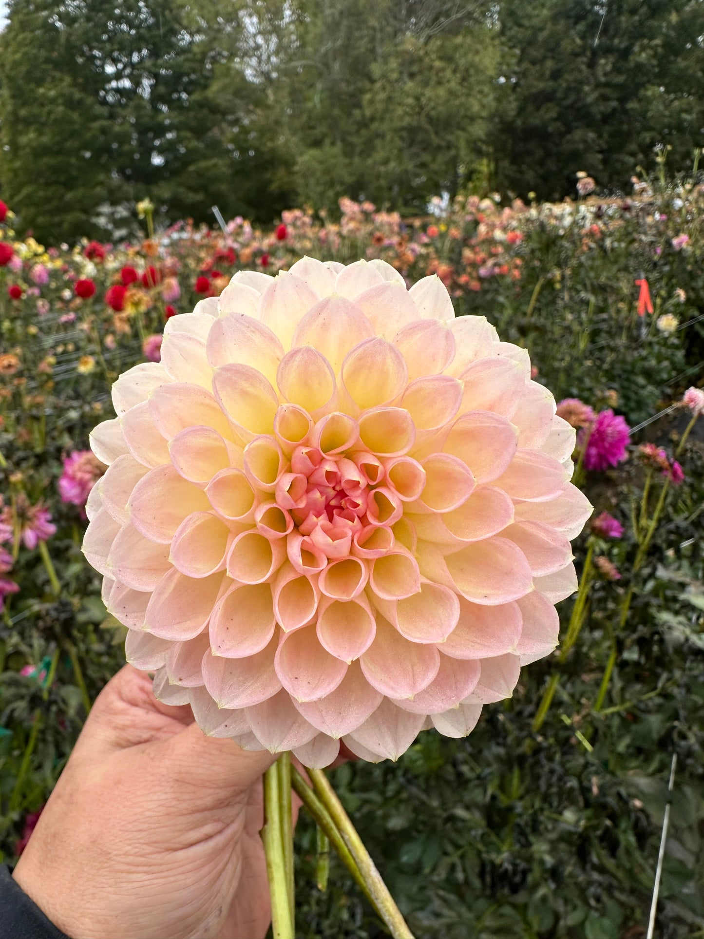 Barbarry Dominion Dahlia Tuber