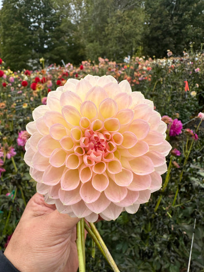 Barbarry Dominion Dahlia Tuber