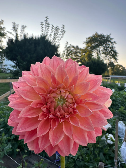 Hamilton Lillian Dahlia Tuber