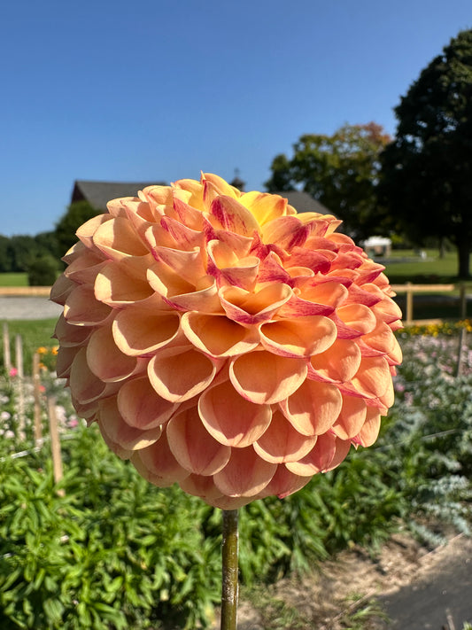 Ferncliff Spice Dahlia Tuber