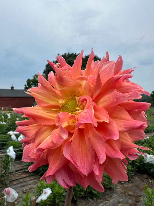 Hilltop Lost Treasure Dahlia Tuber