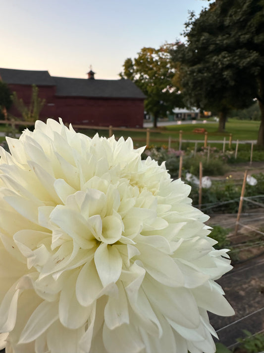 Gitts Attention Dahlia Tuber