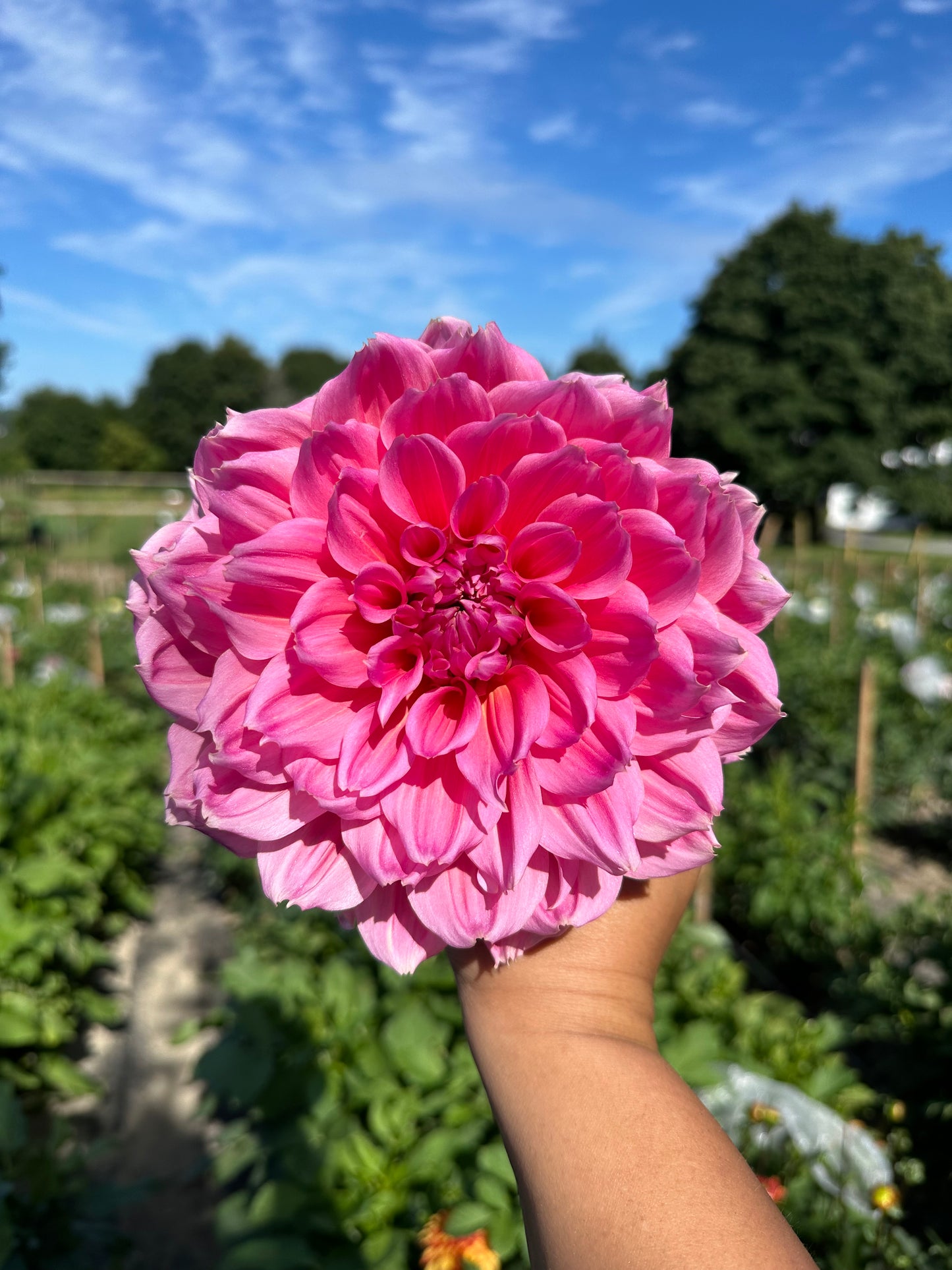 Otto's Thrill Dahlia Tuber