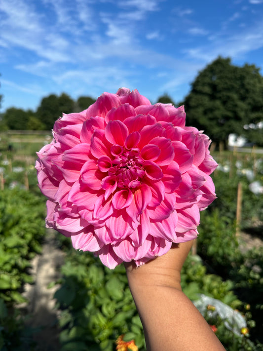 Otto's Thrill Dahlia Tuber