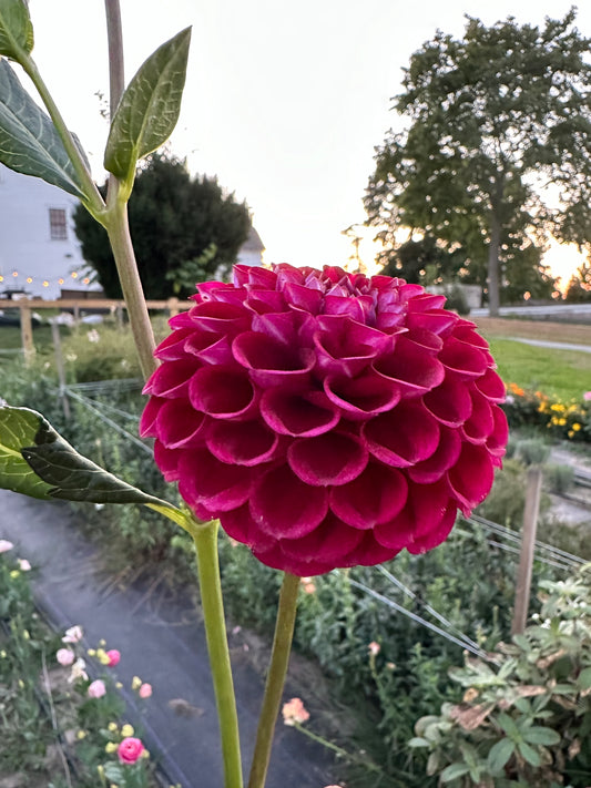 Ivanetti - Bulk - 10 Dahlia Tubers