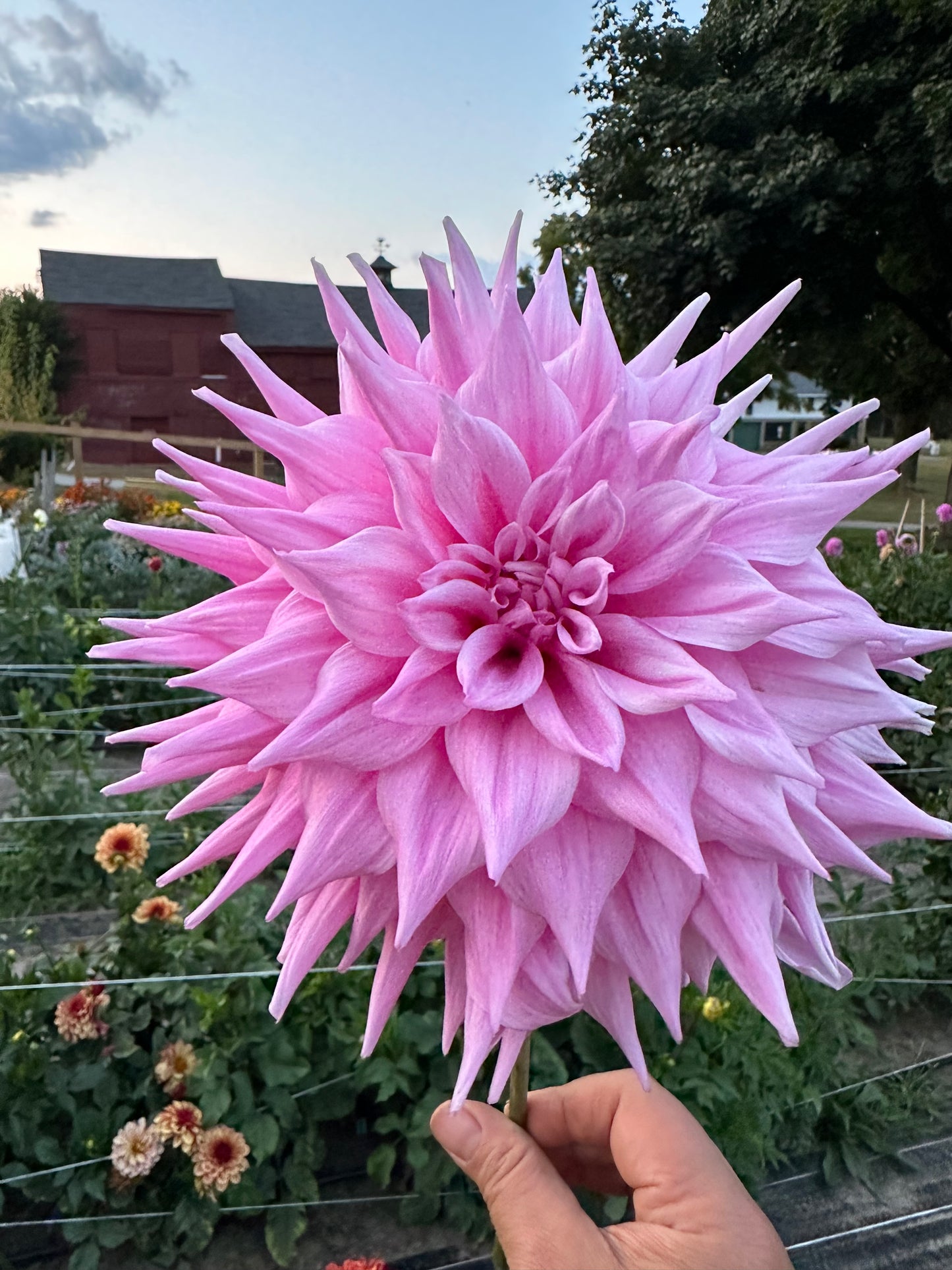 Almand Joy Dahlia Tuber