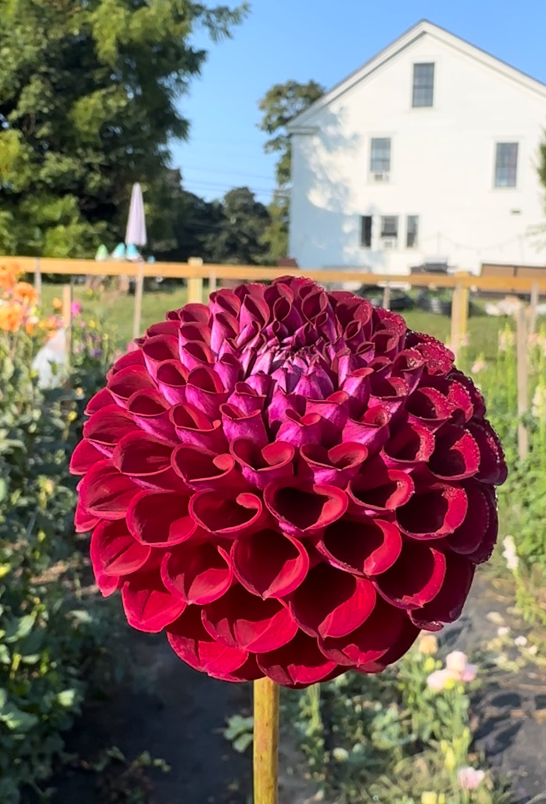 Ivanetti Dahlia Tuber