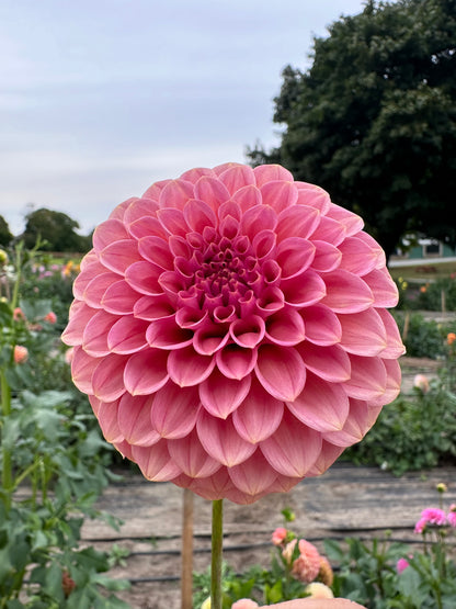 Rock Run Ashley Dahlia Tuber