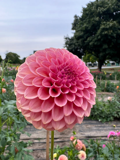 Rock Run Ashley Dahlia Tuber