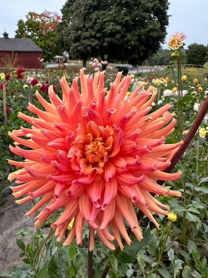 Bloomquist Karen G Dahlia Tuber