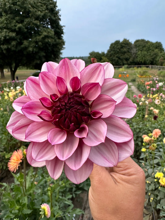 Creme de Cassis Dahlia Tuber
