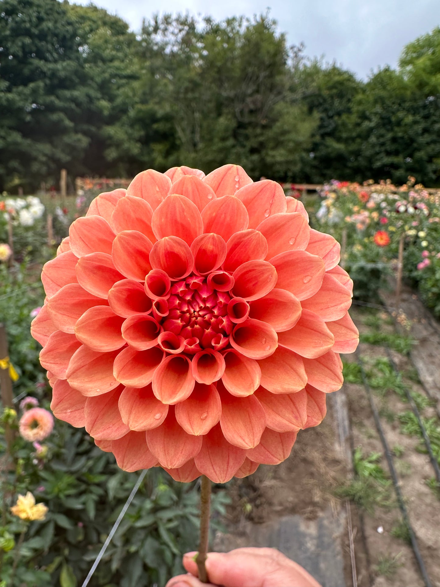 Rose Toscano Dahlia Tuber