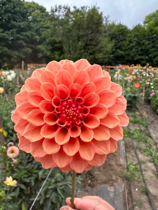 Rose Toscano Dahlia Tuber