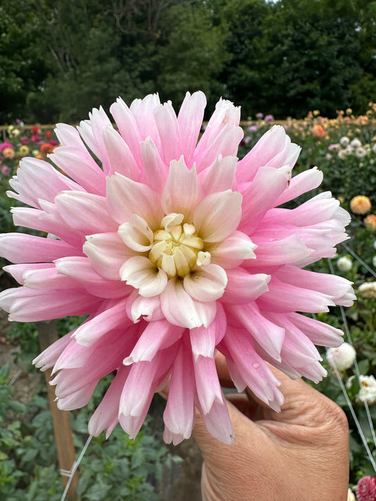 Chilson's Pride - Bulk - 10 Dahlia Tubers