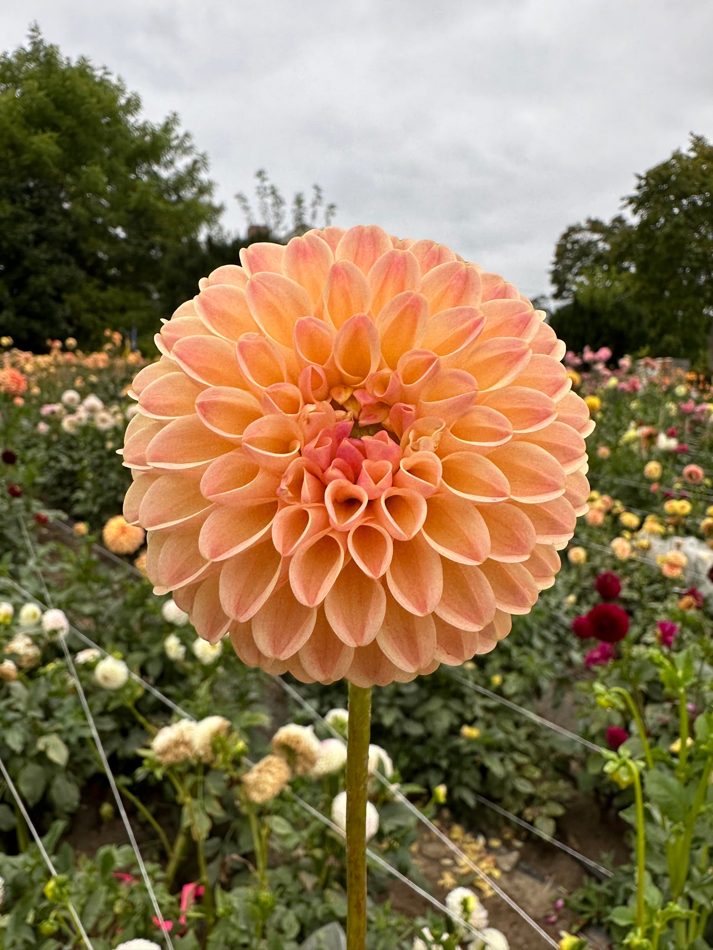 LATE Dahlia Tuber