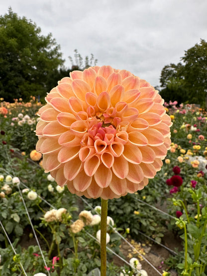 LATE Dahlia Tuber