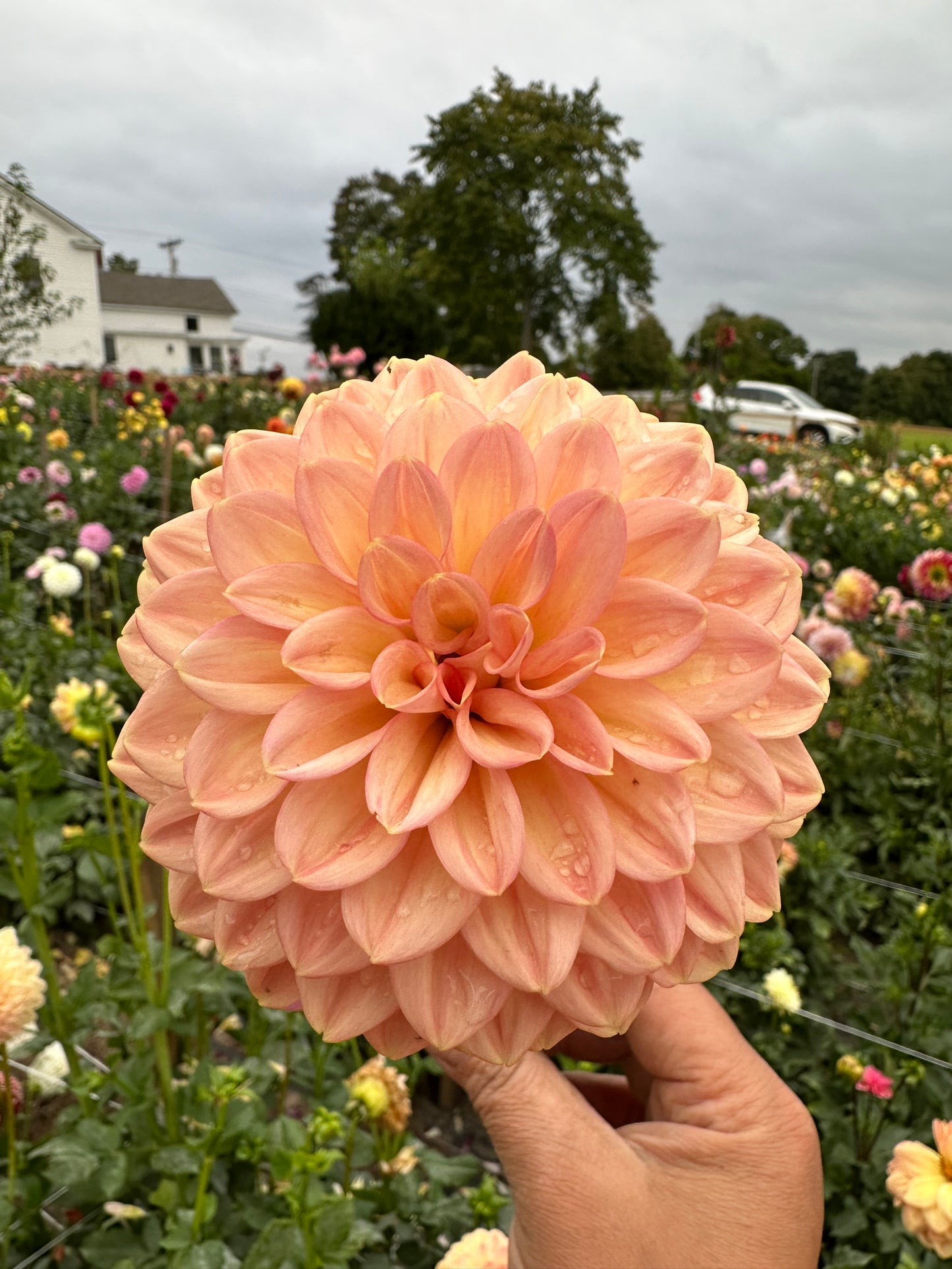 Larks Ebbe Dahlia Tuber