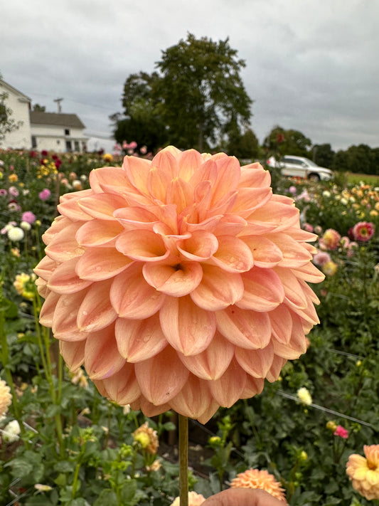 Larks Ebbe Dahlia Tuber