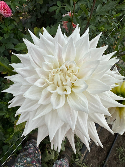 AC Yeti  Dahlia Tuber