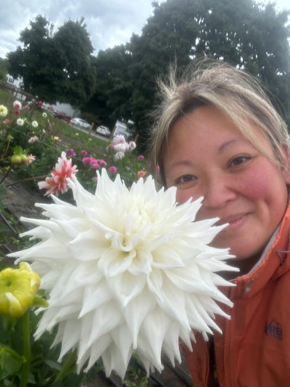 AC Yeti  Dahlia Tuber