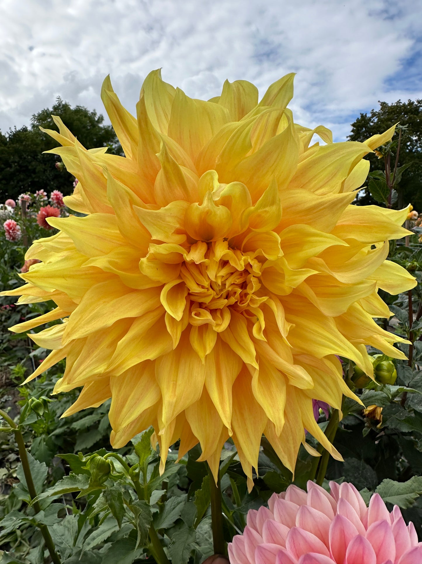 Bonaventure Dahlia Tuber