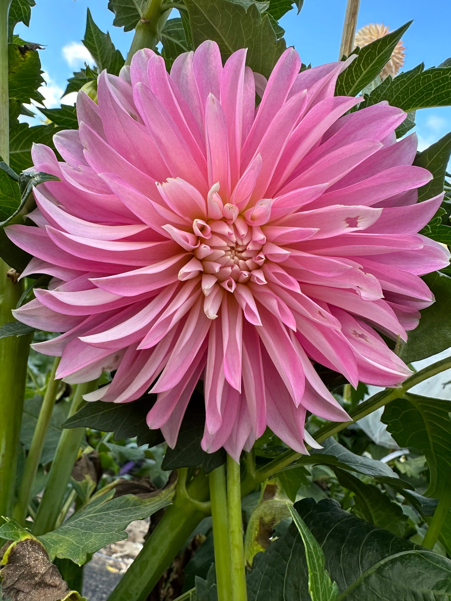 Alloway Candy Dahlia Tuber