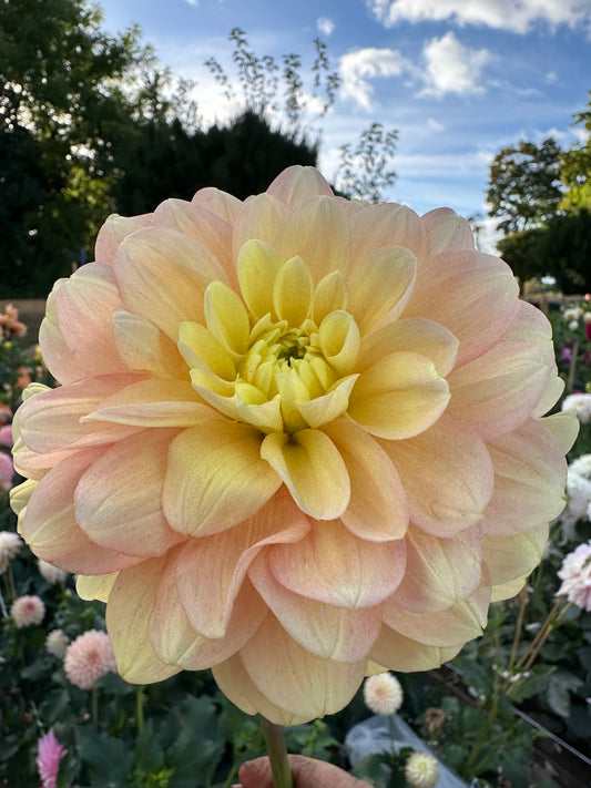 Day Dreamer Dahlia Tuber