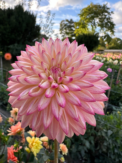 Valley Porcupine Dahlia Tuber
