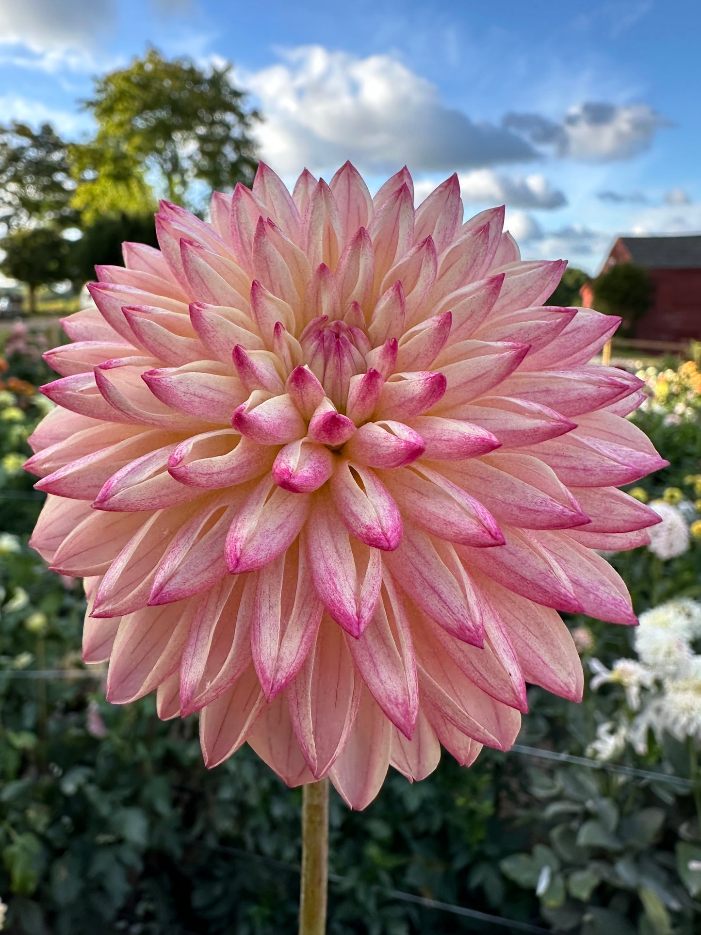 Valley Porcupine Dahlia Tuber