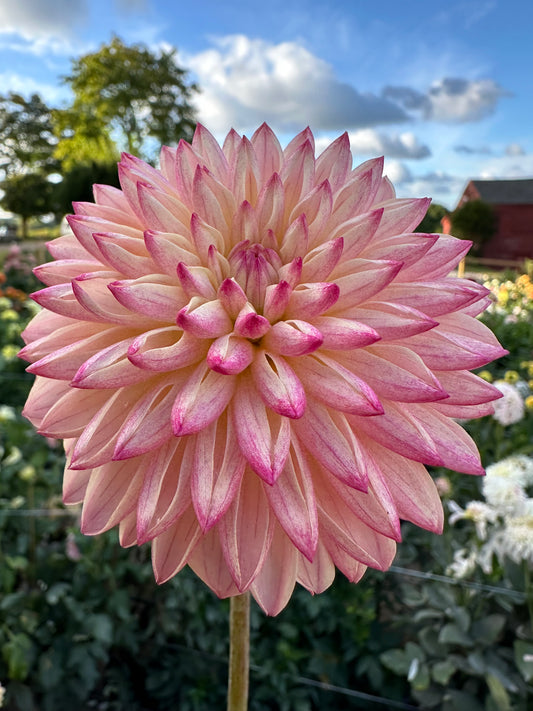 Valley Porcupine Dahlia Tuber