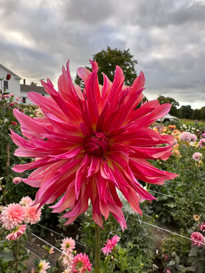 Vista Minnie Dahlia Tuber