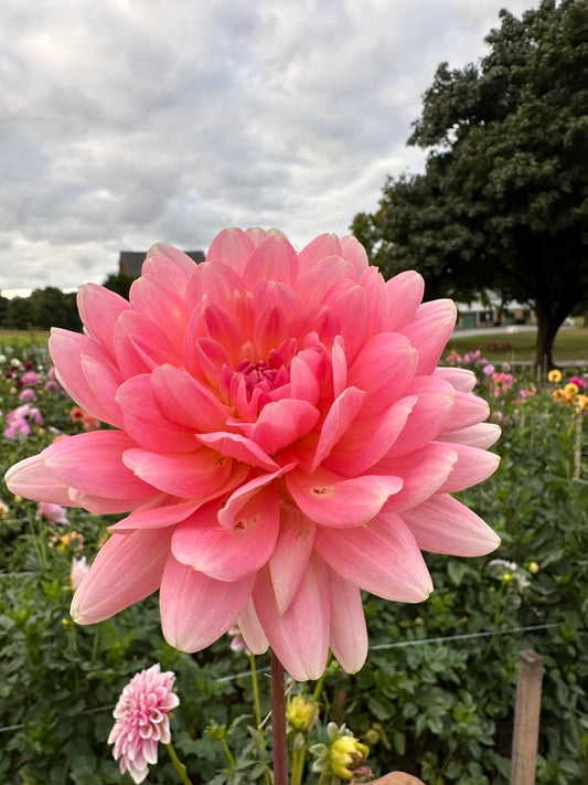 Gerrie Hoek Dahlia Tuber