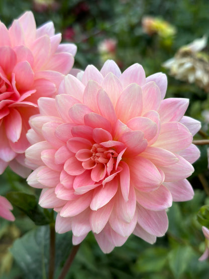 Gerrie Hoek Dahlia Tuber