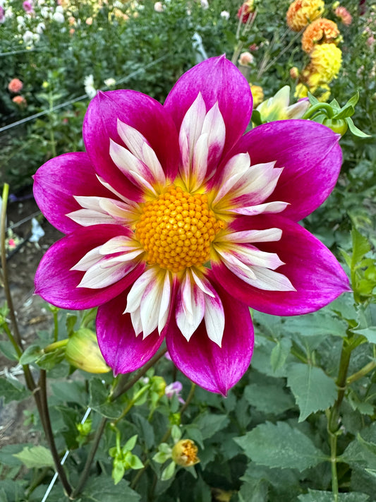 Bloomquist Catalina Dahlia Tuber