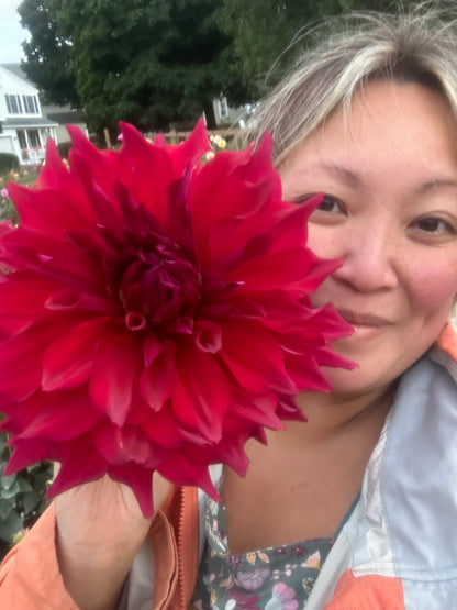Zorro Dahlia Tuber