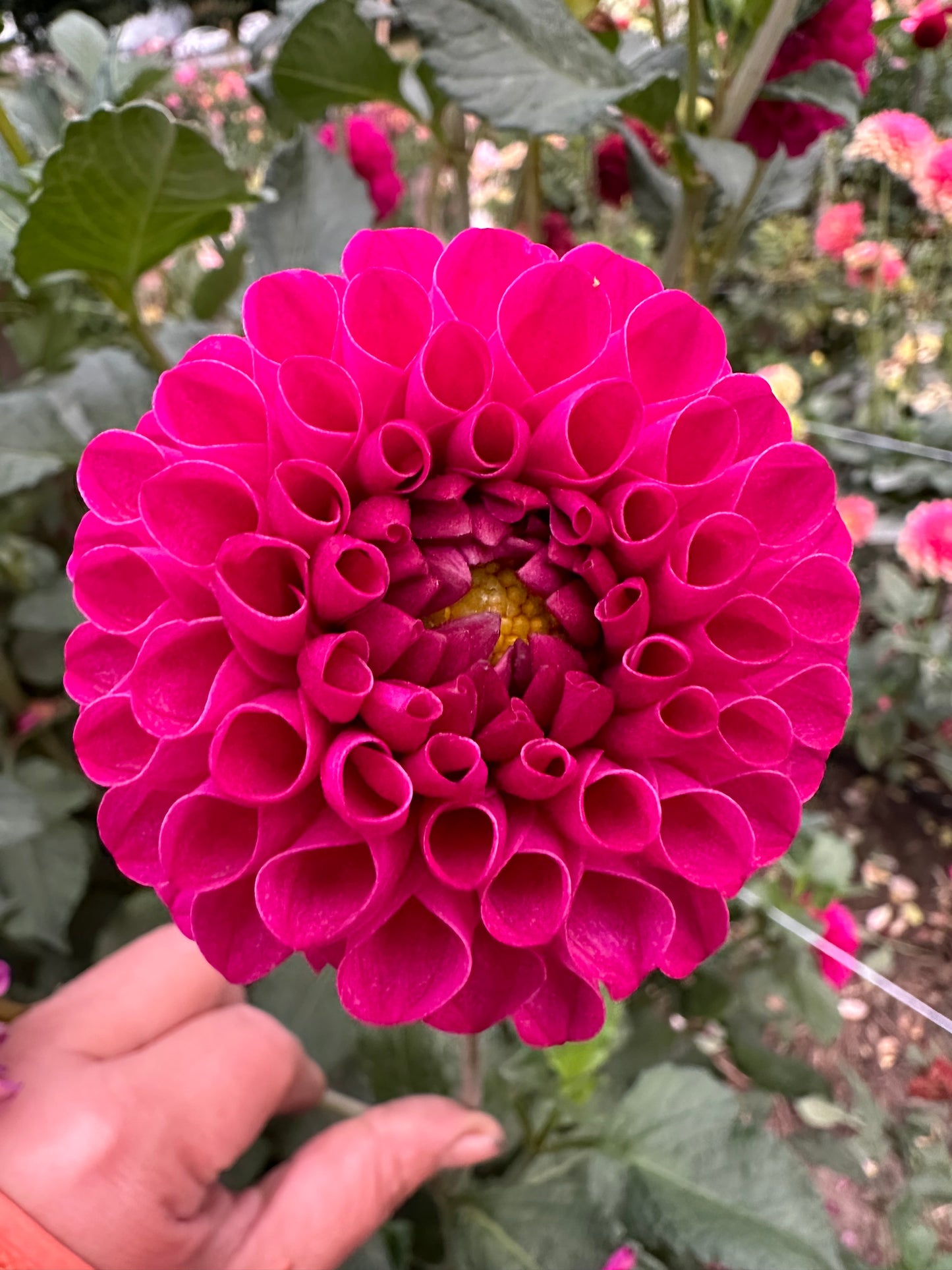 Bloomquist Refreshing Dahlia Tuber