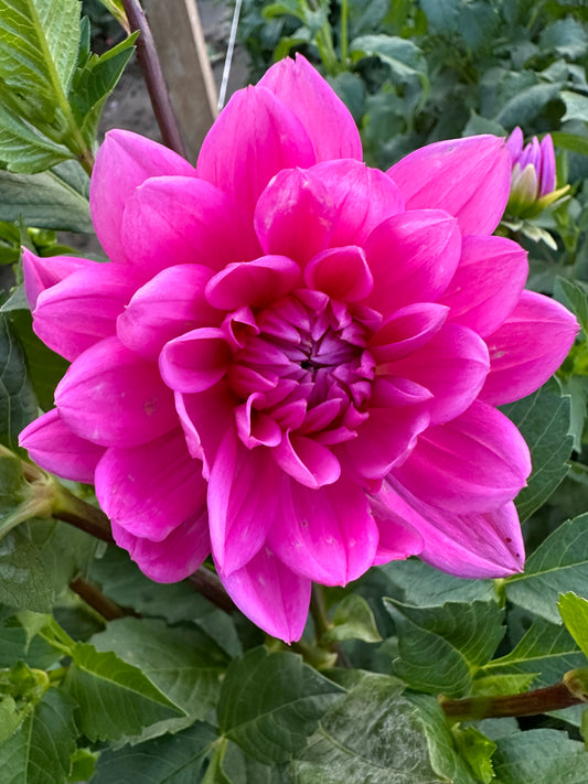 Hollyhill Sweet 16 Dahlia Tuber
